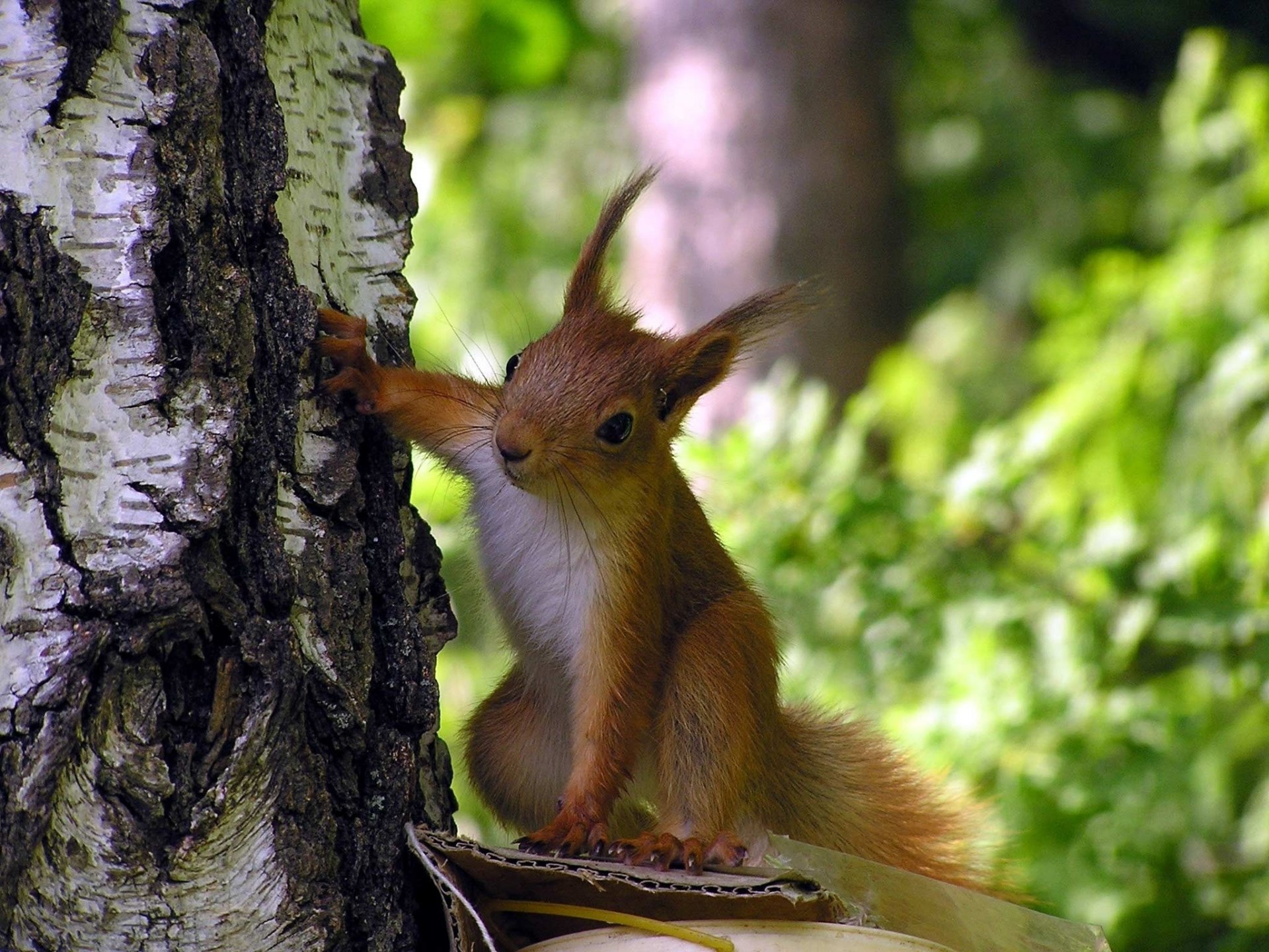 scoiattolo curiosità albero foresta zampe orecchie corteccia verde betulla vista