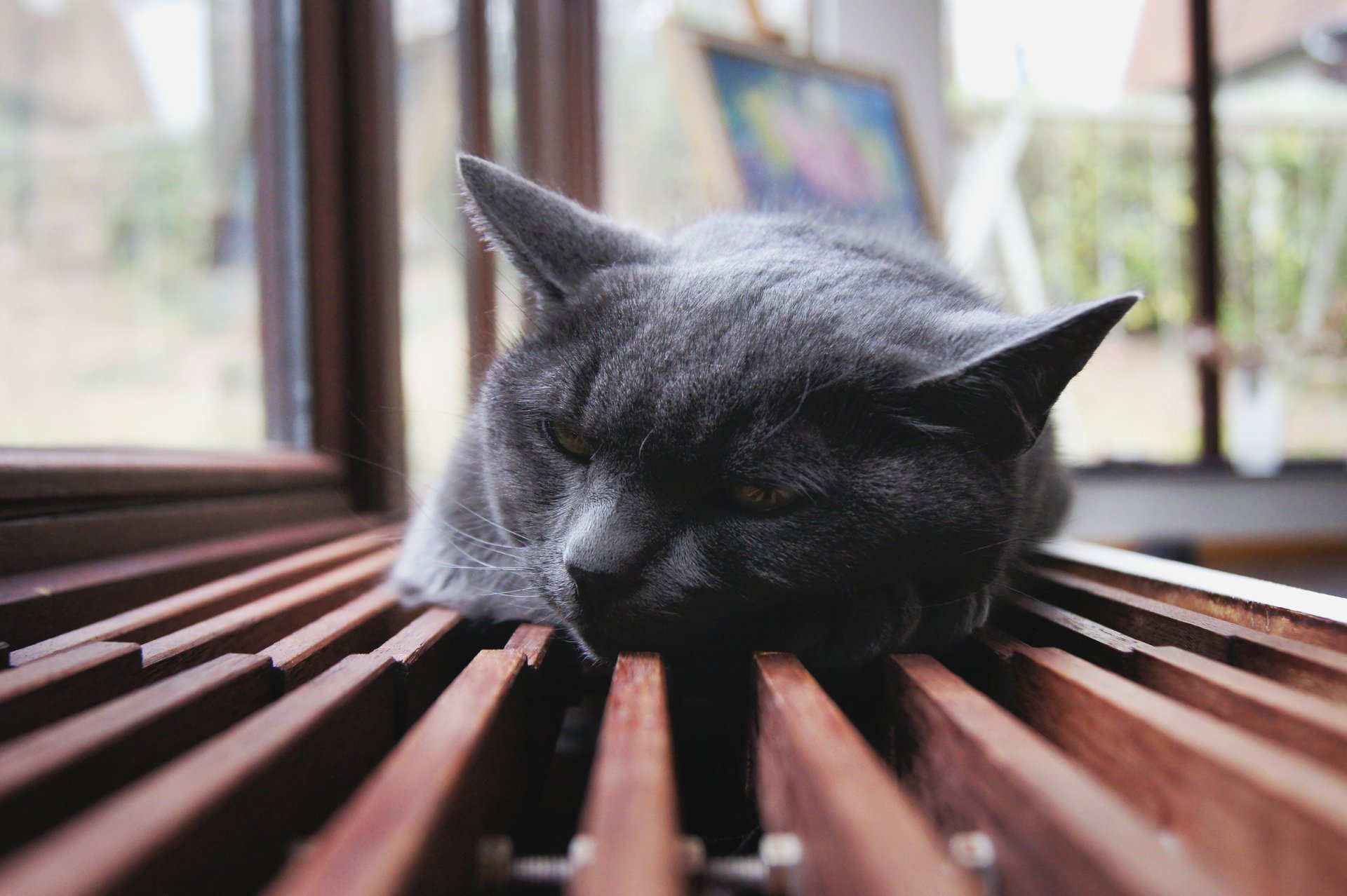 si trova gatti orecchie riposo desiderio animali felini kis-kis-meow-meow