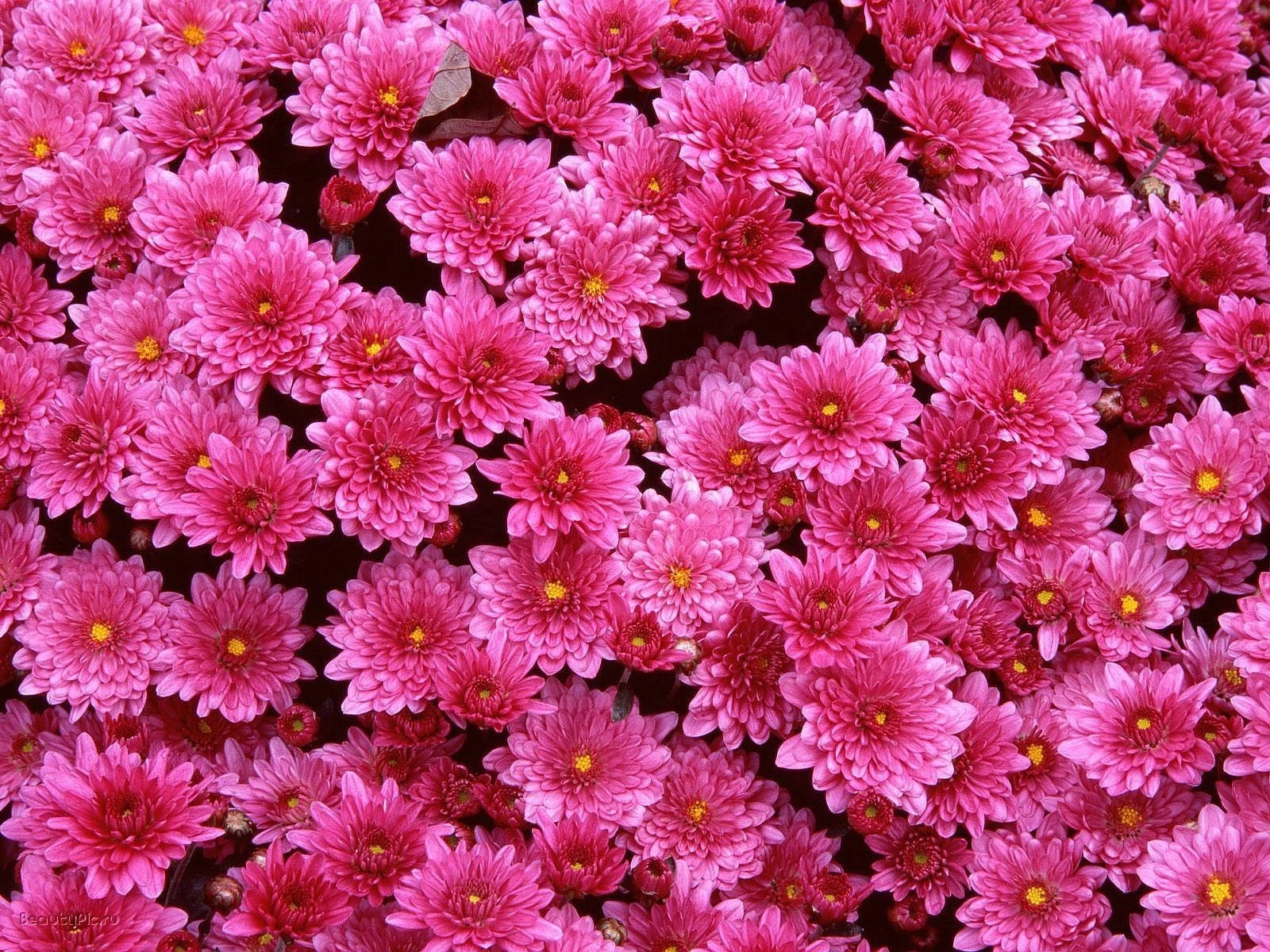 fiori radura crisantemo rosa