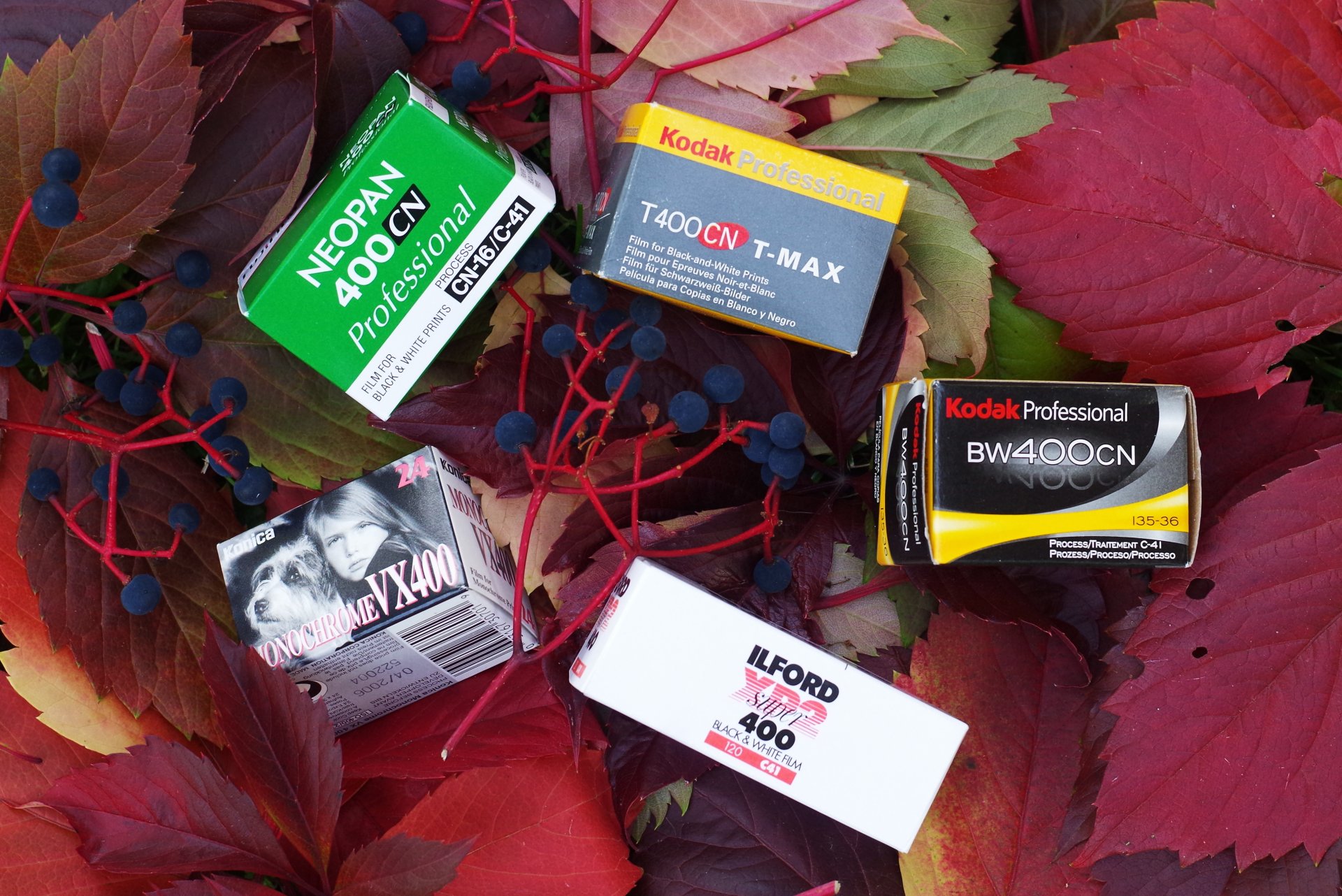 pellicole fotografiche foglie bacche