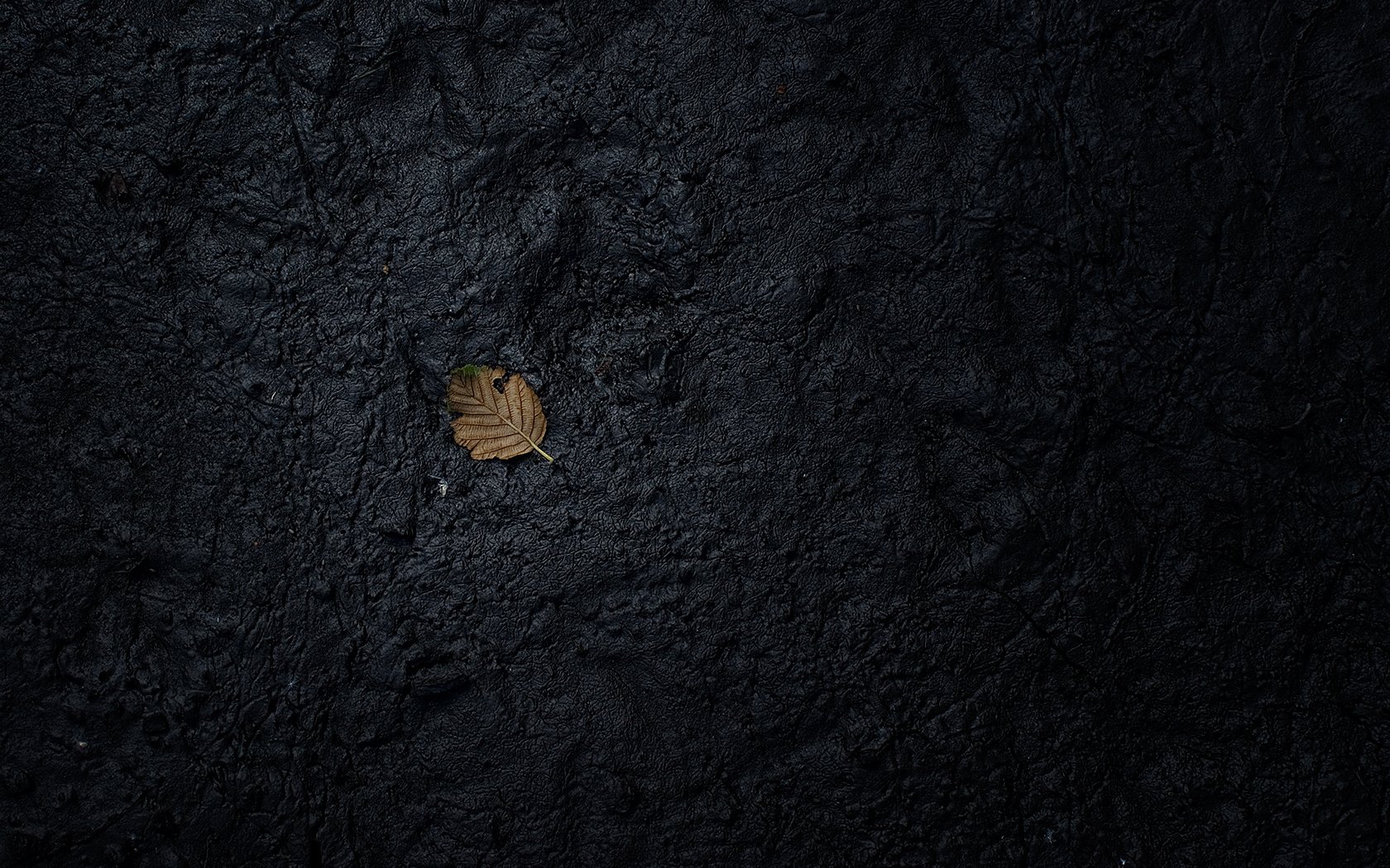 terra nera foglia secca trama macro carta da parati