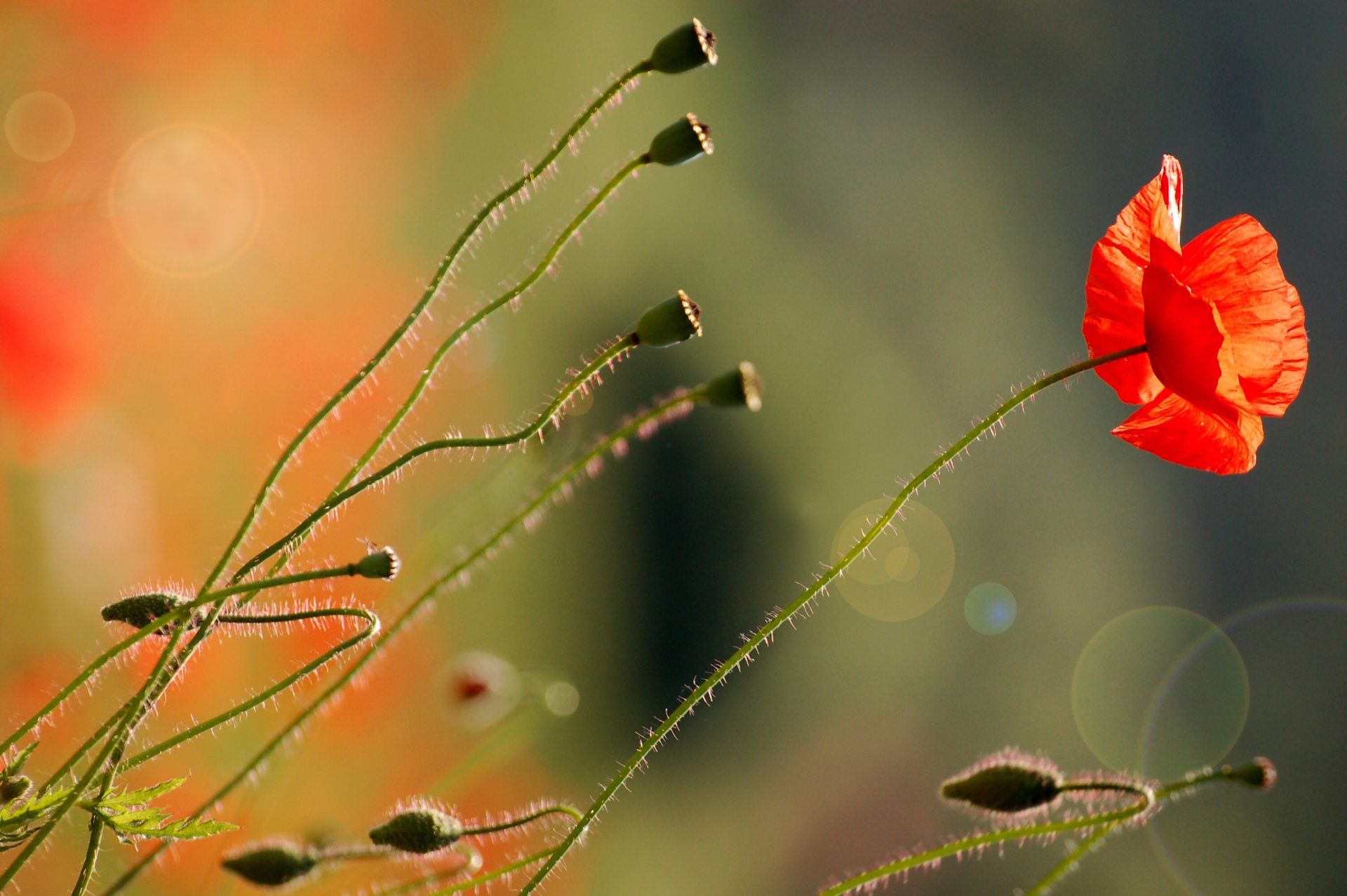 steli papavero luce fiore rosso natura abbagliamento