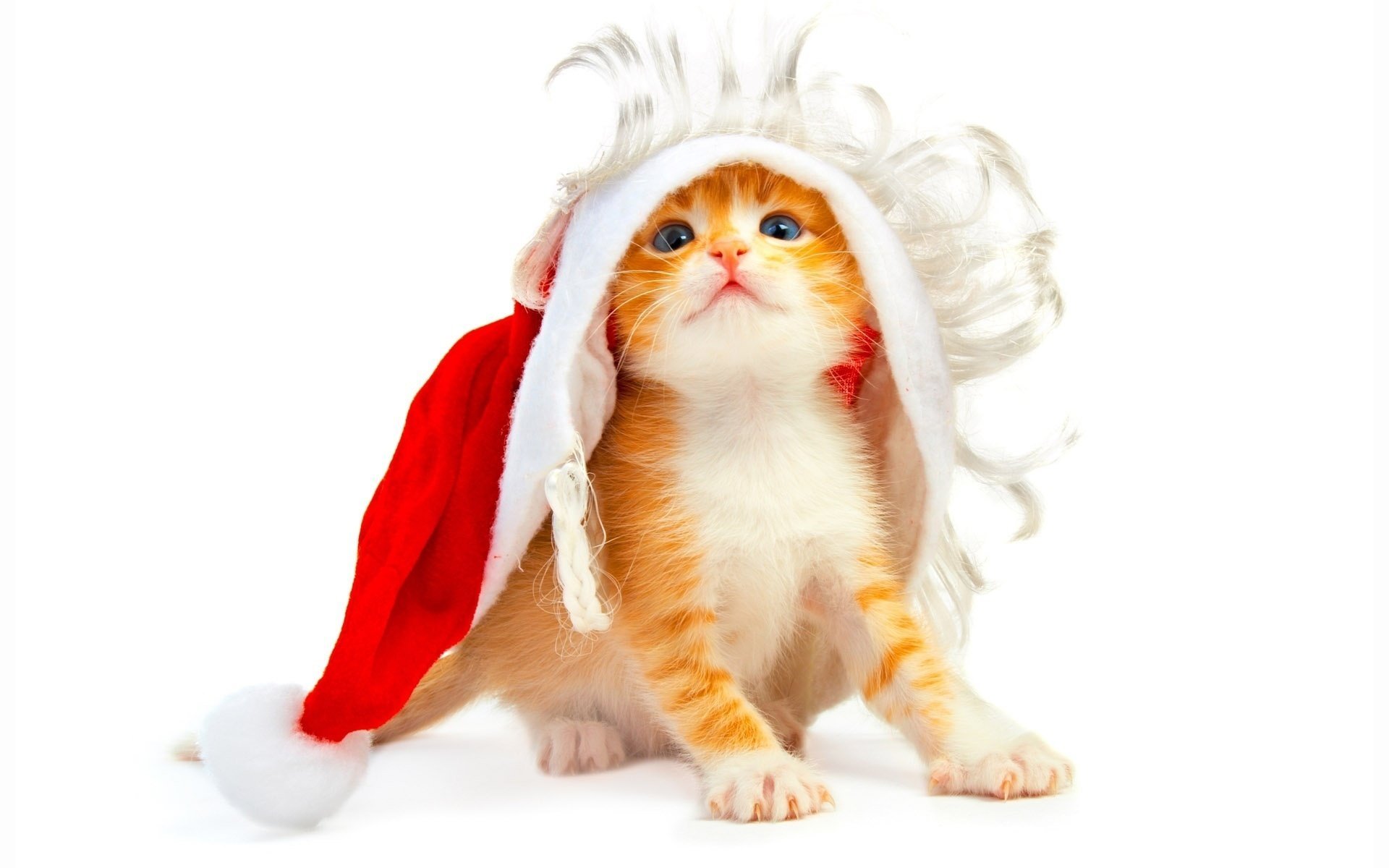 gattino sfondo bianco anno nuovo