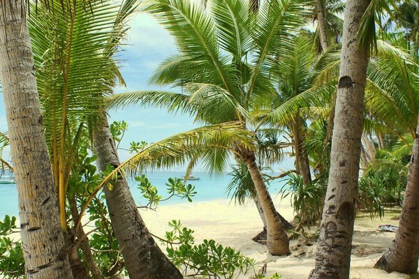Mare e Spiaggia di sabbia. Palme