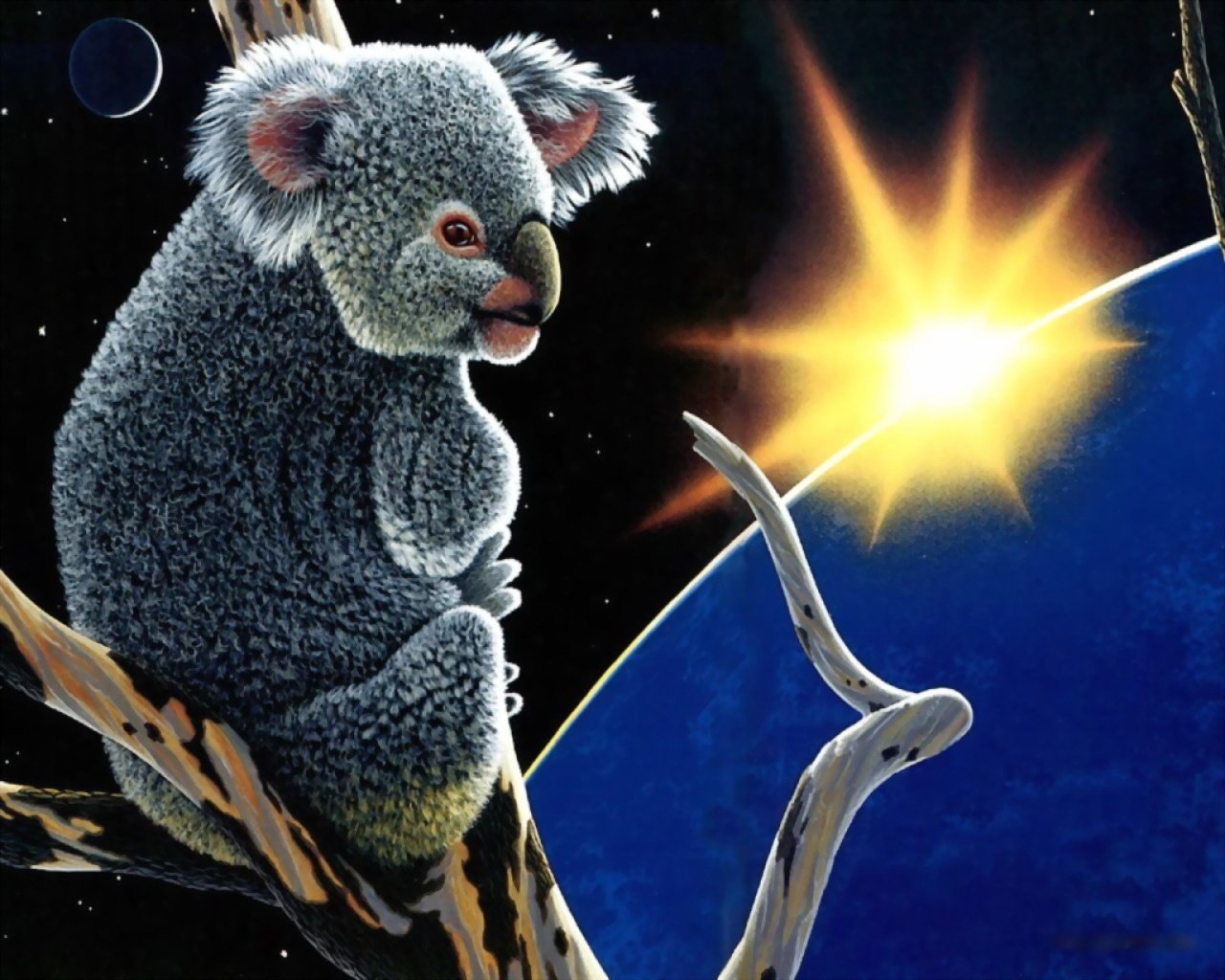 animali koala pianeti