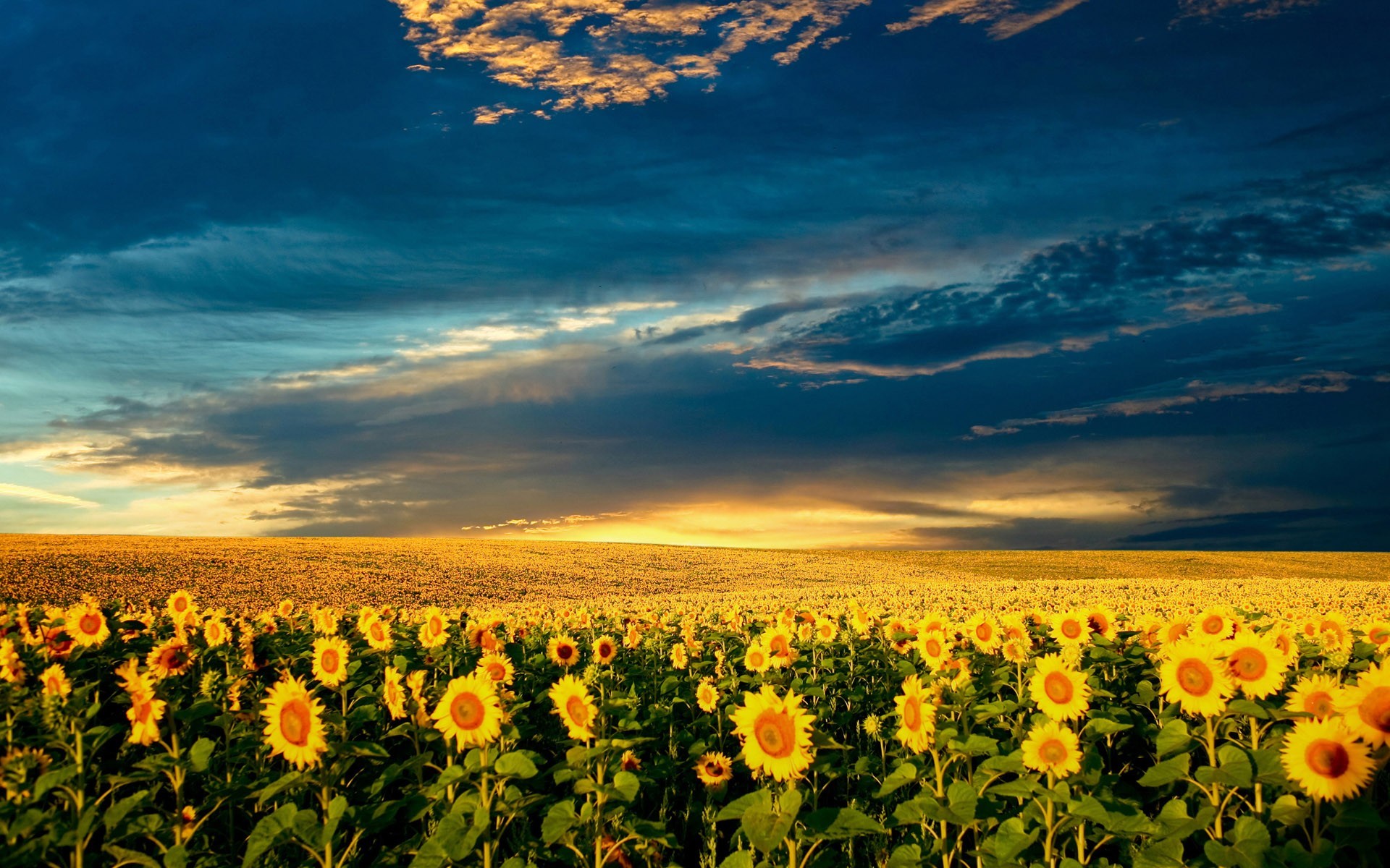 campo girasoli nuvole