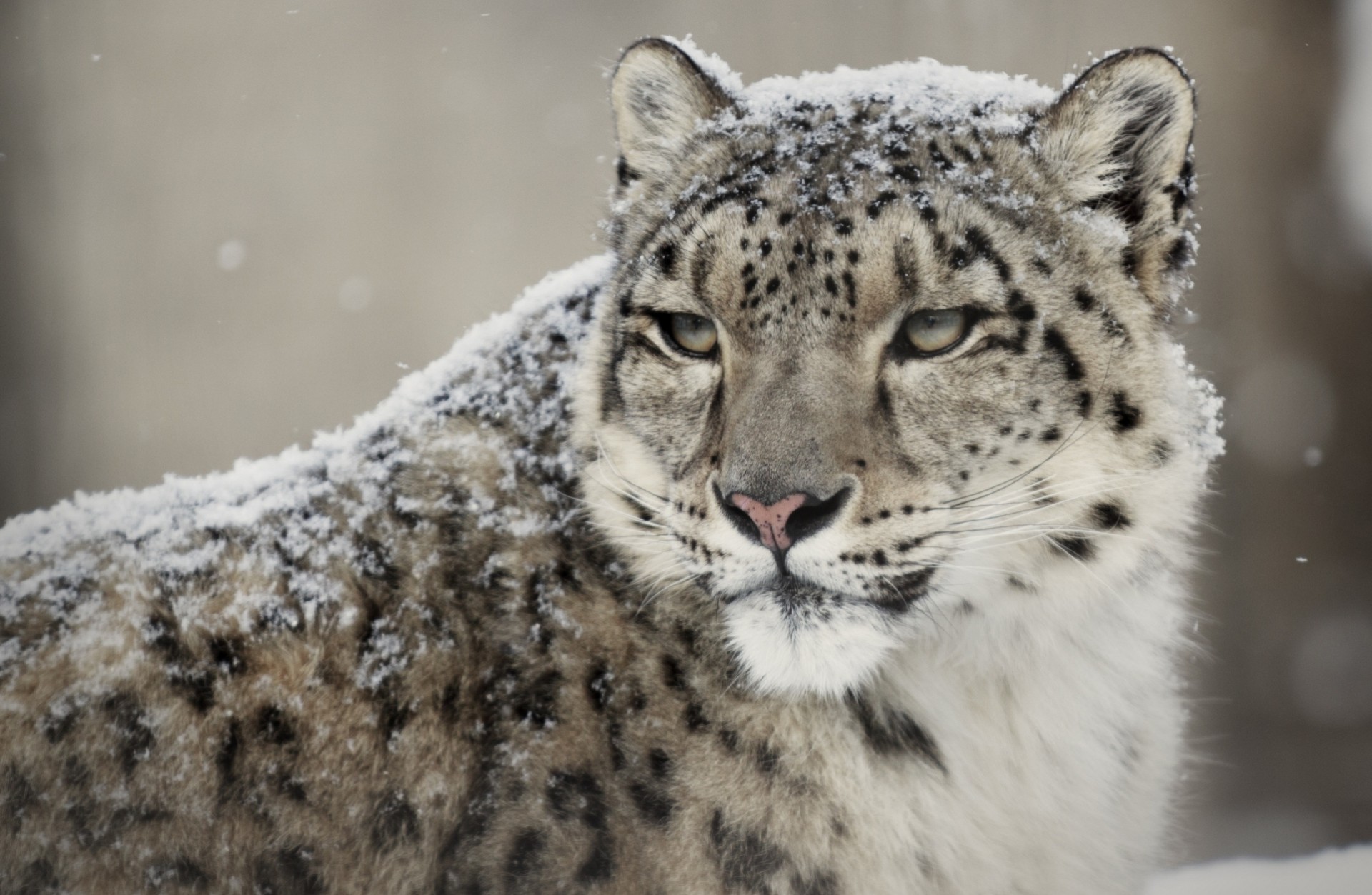 gatto selvatico bestia denti leopardo