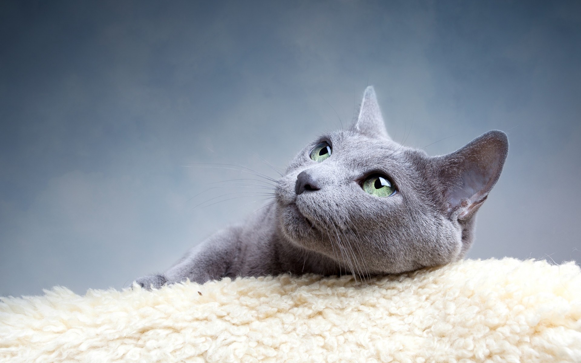 razza occhi verdi gatti specie