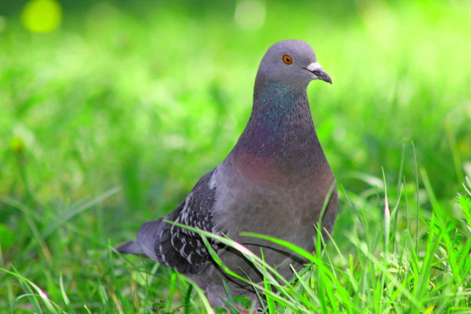 uccelli piccione erba