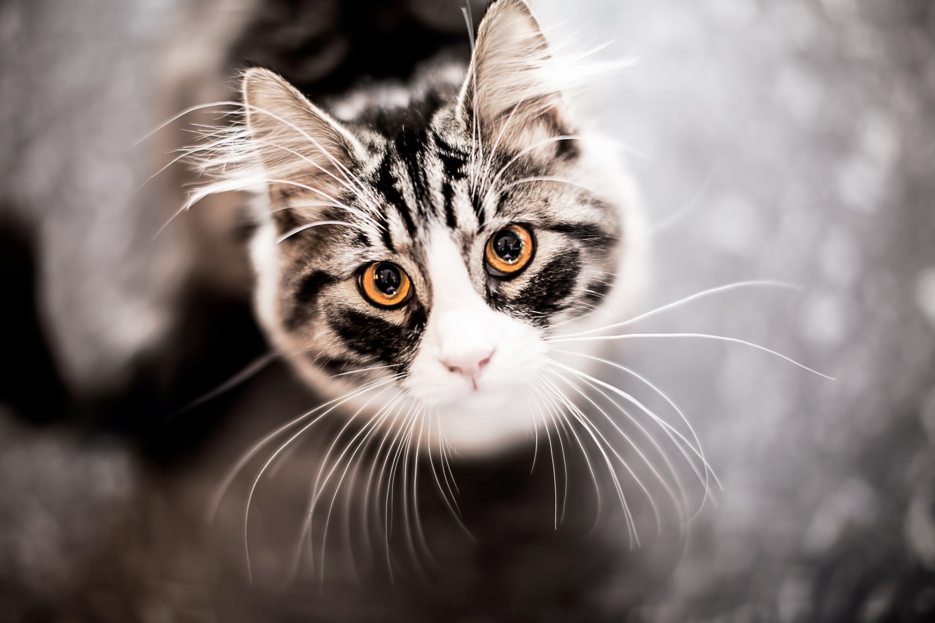 vista dall alto denti gatto baffi