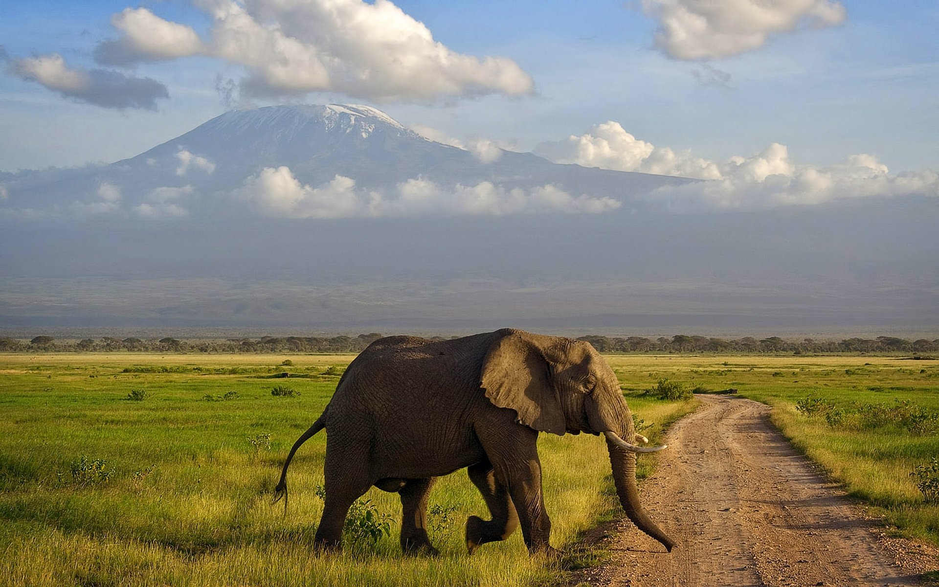 amboseli africa elefante montagna savana kenya