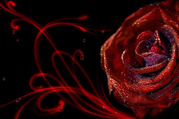 Rosa rossa su sfondo nero