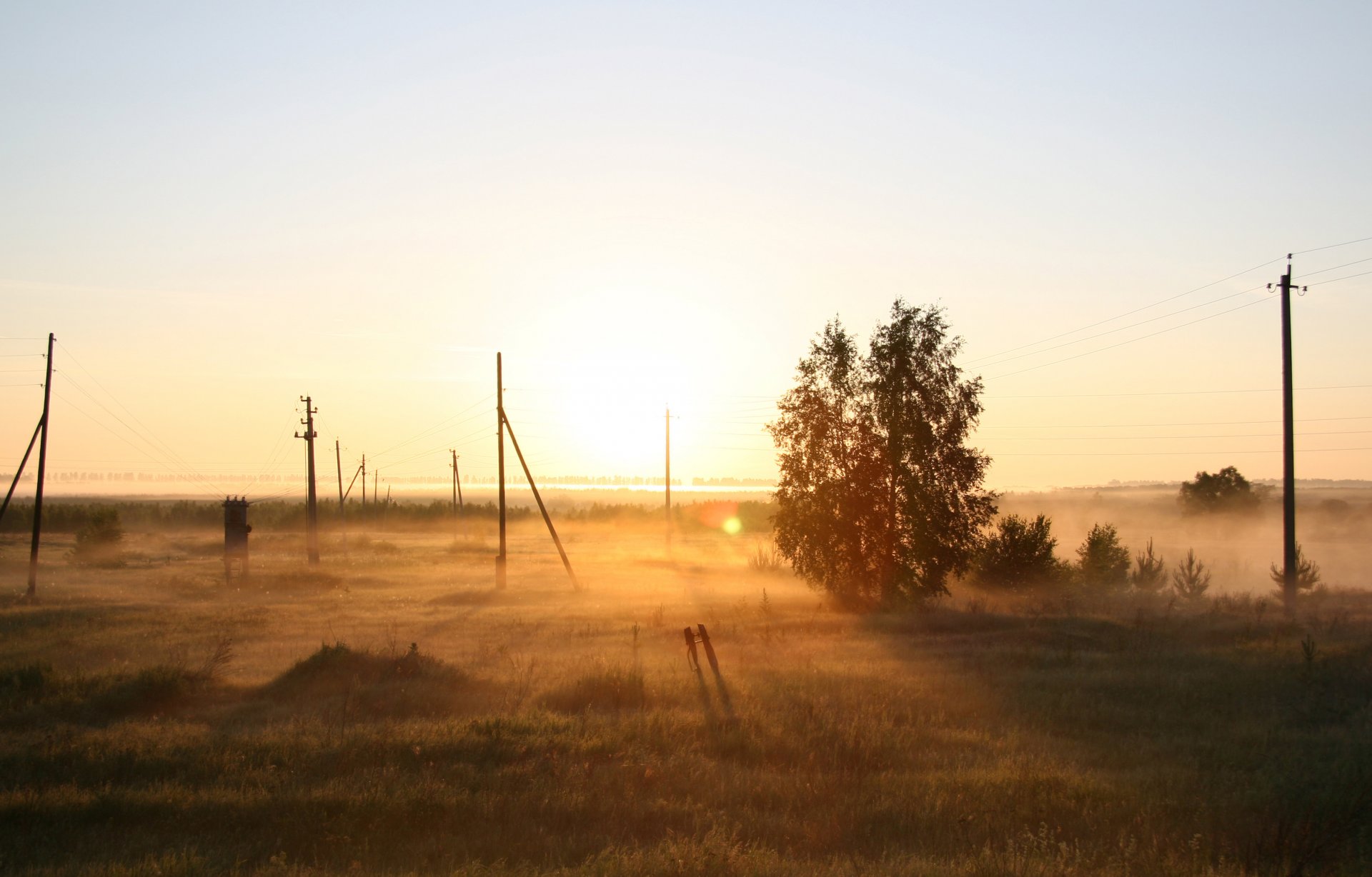 natura nebbia alba mattina campo russia albero