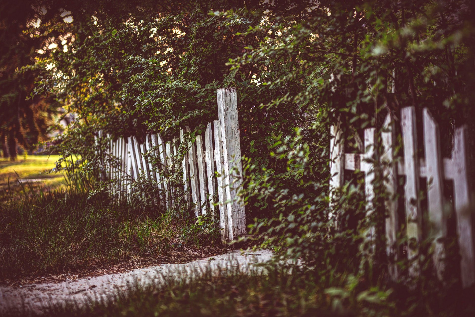 recinzione alberi erba lavorazione
