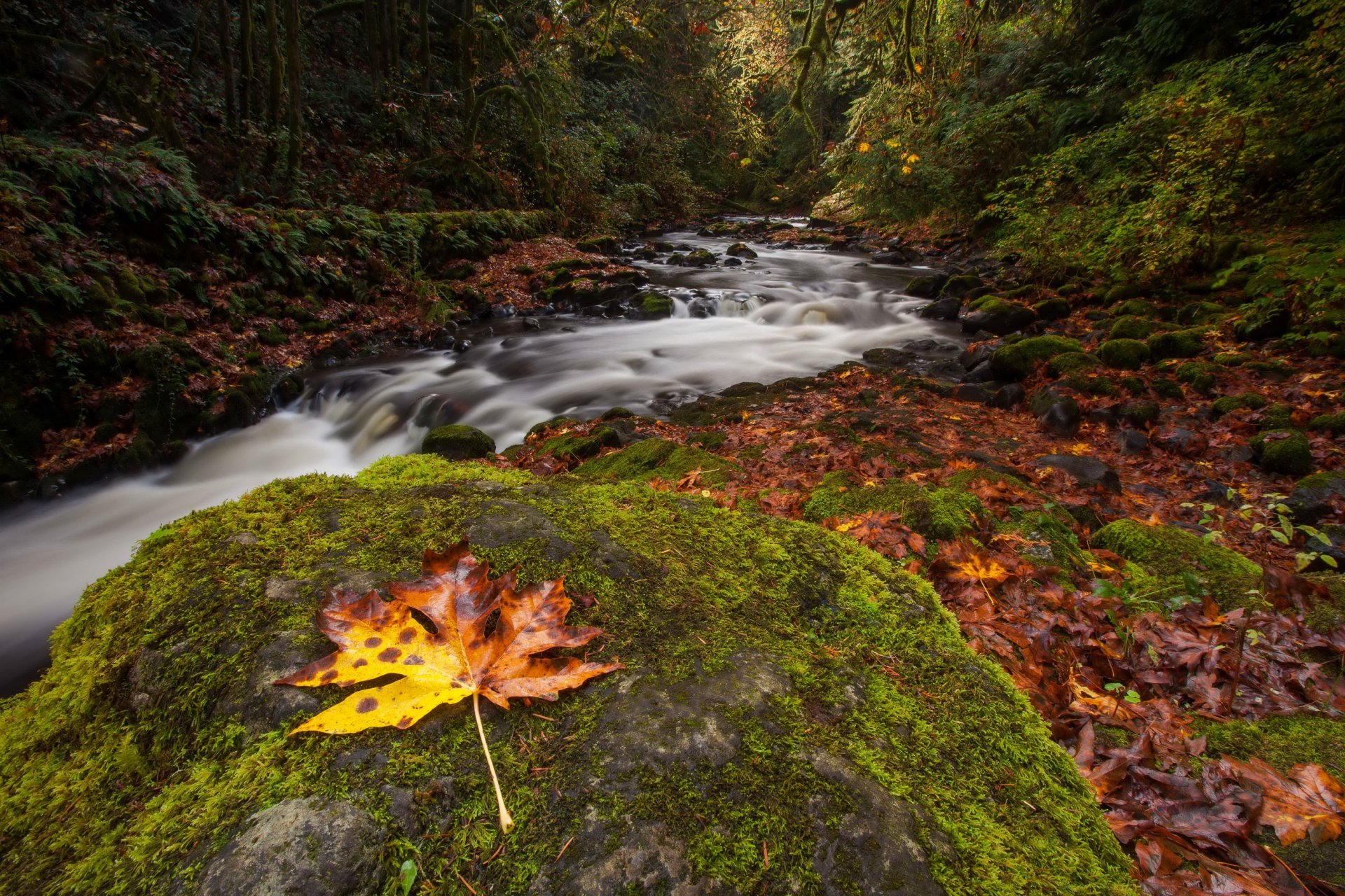 autunno foresta fiume flusso pietra muschio foglia