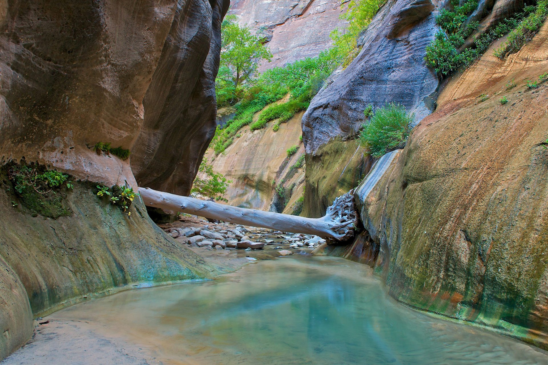 parco nazionale di zion parco nazionale di zion utah fiume ruscello gola rocce rocce legno