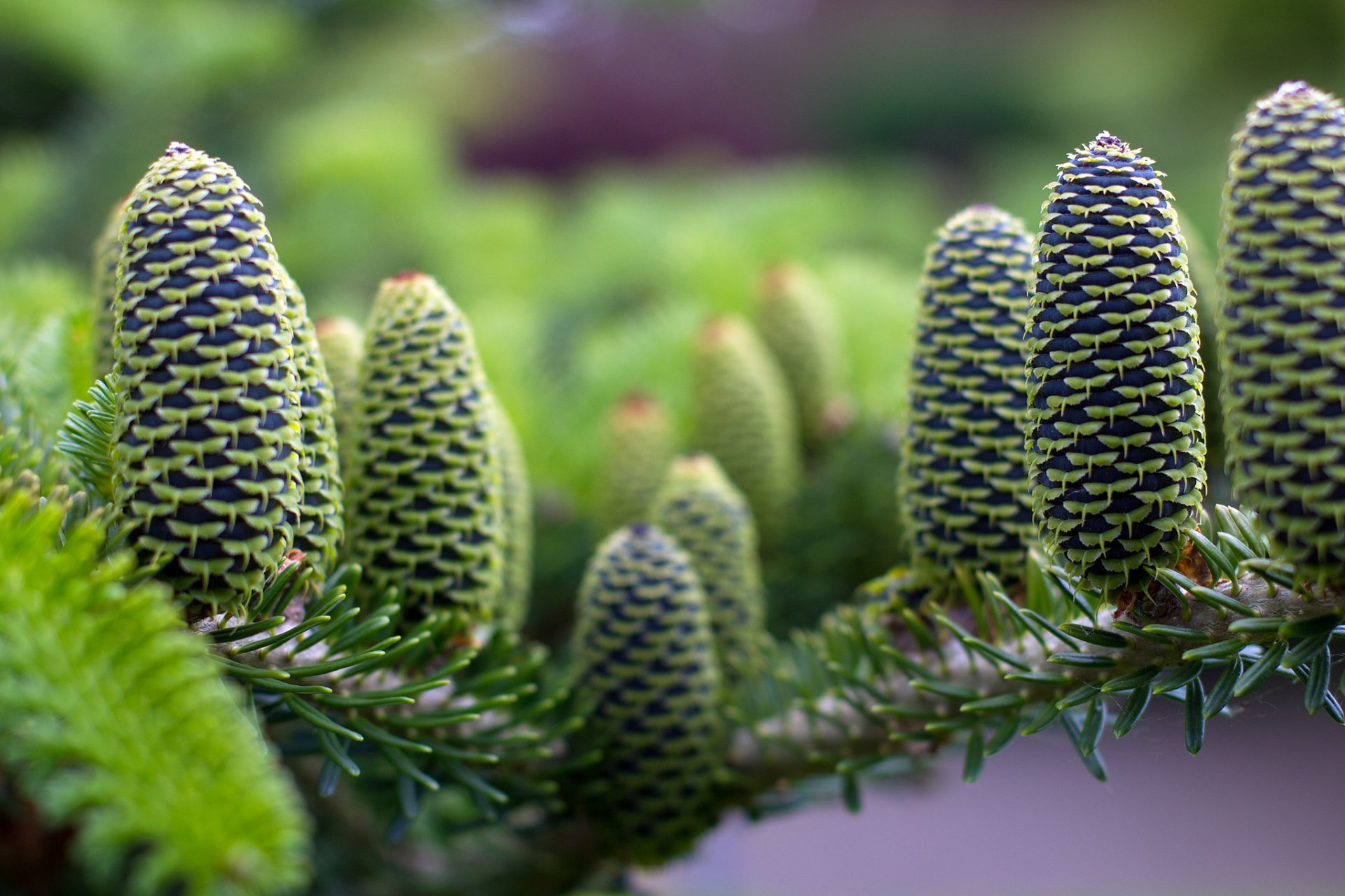 albero conifere cono macro