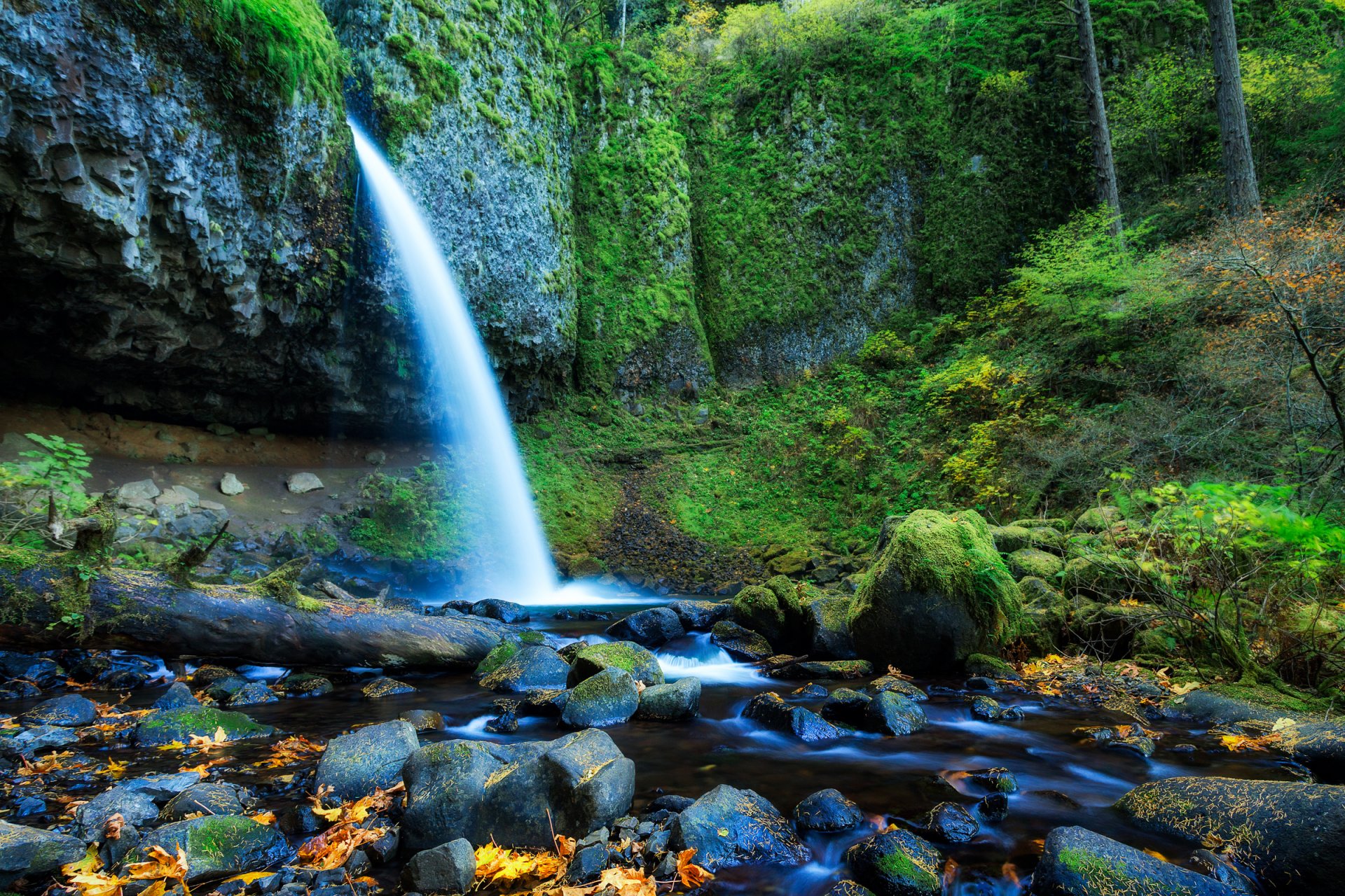 oregon stati uniti foresta alberi cascata rocce rocce foglie flusso