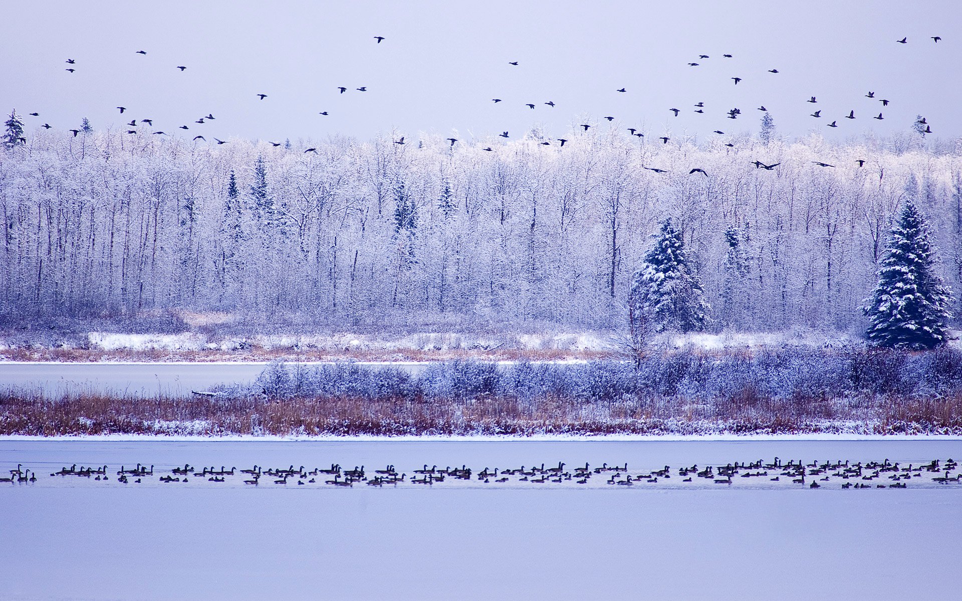 parco nazionale dell isola di alce alberta canada cielo alberi inverno acqua oche neve