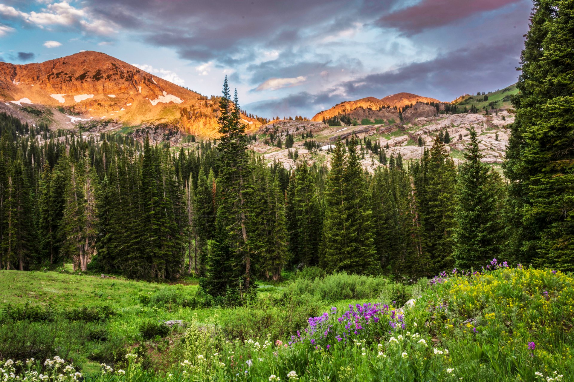 albion del bacino utah stati uniti d america montagne rocce alberi foresta radura fiori nuvole natura