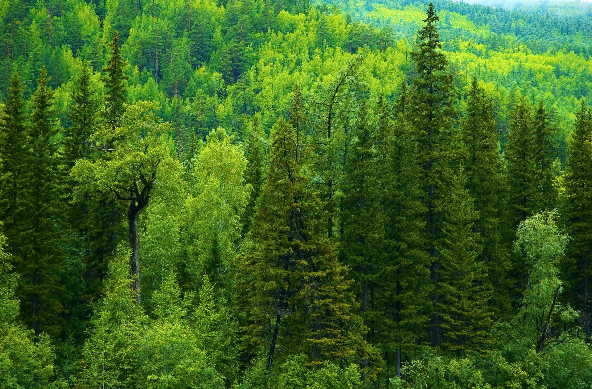 russia foresta alberi abete rosso taiga verde
