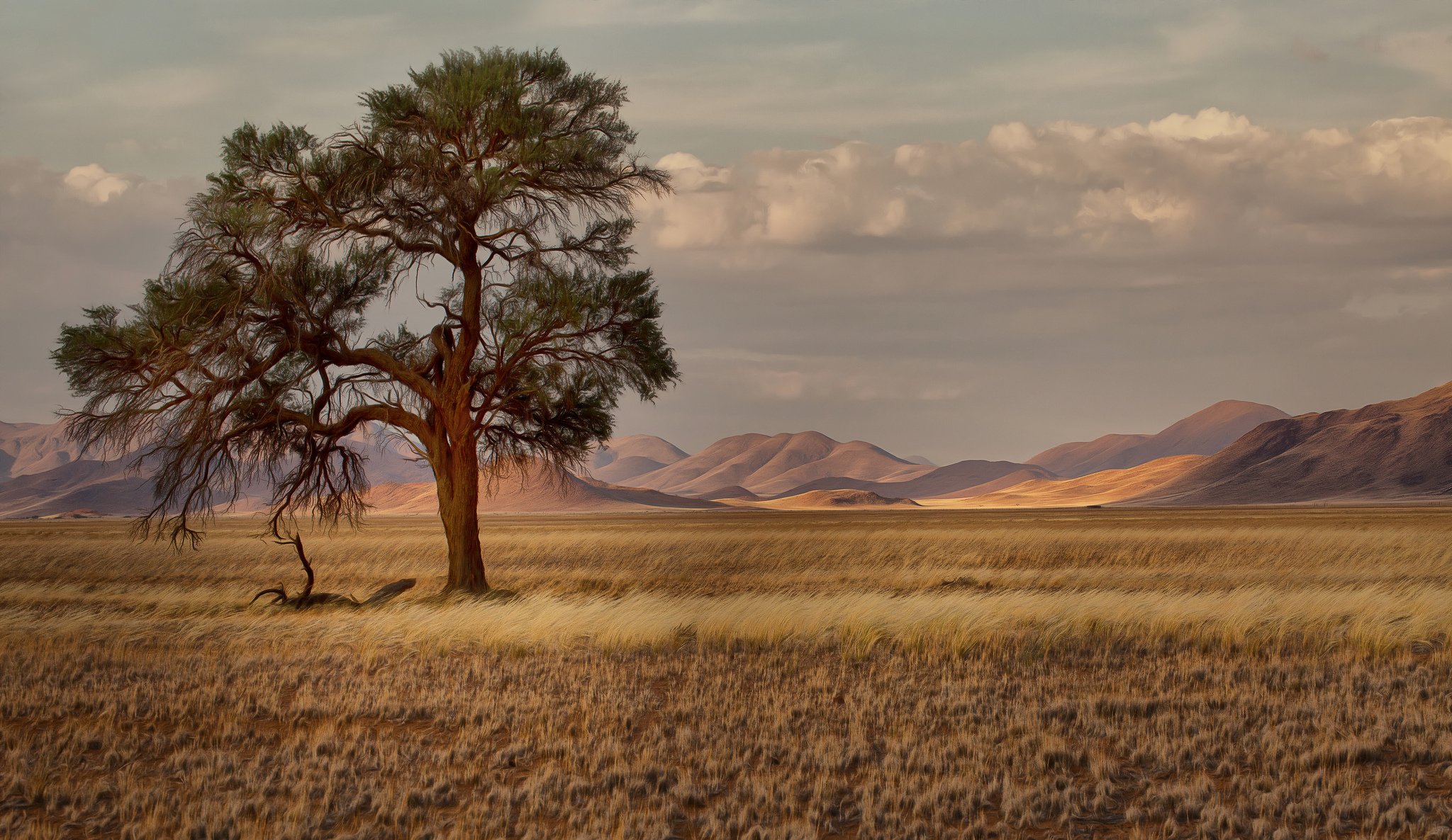 namibia africa savana erba alberi montagne