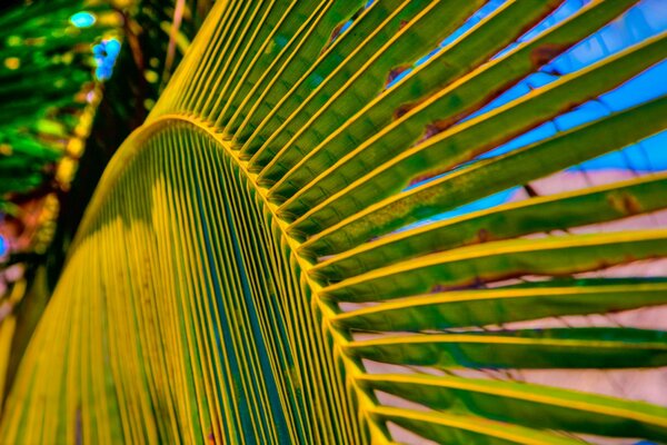 Palma e foglia in estate splendidamente