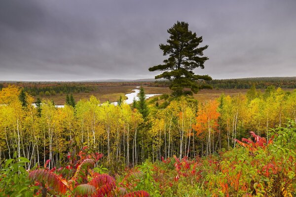 Betulla d autunno su una collina su uno sfondo di cielo coperto