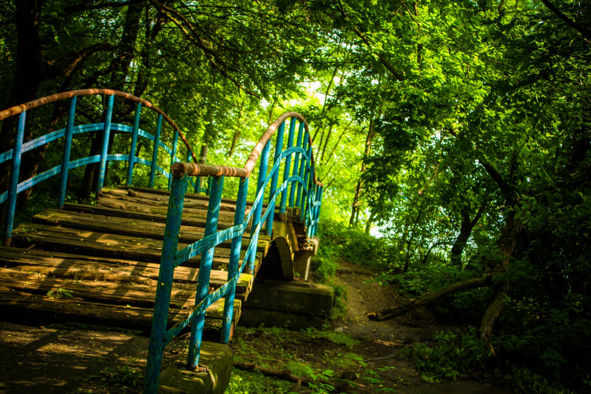ponte natura foresta