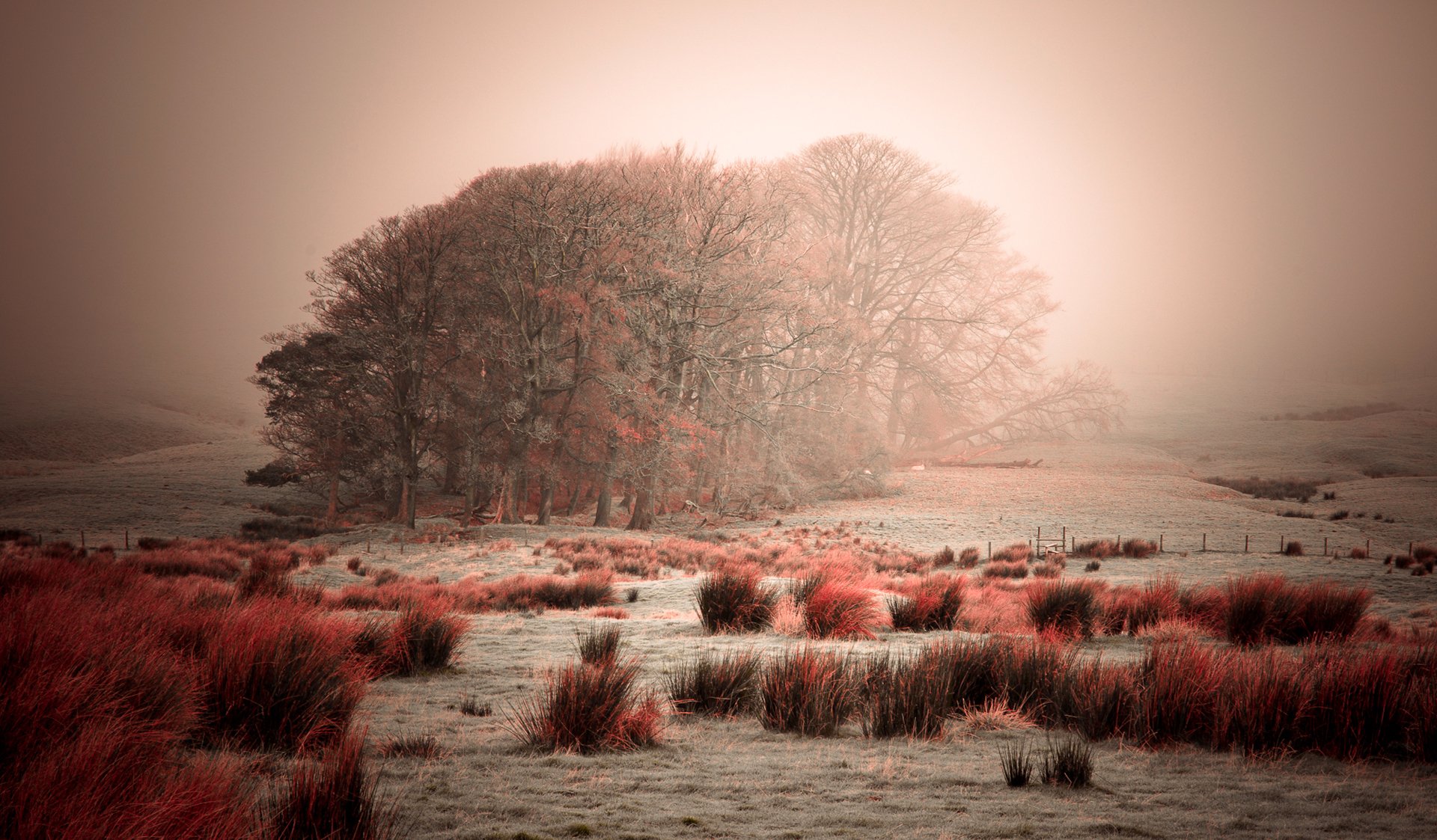 cielo nebbia alberi brina erba cespugli
