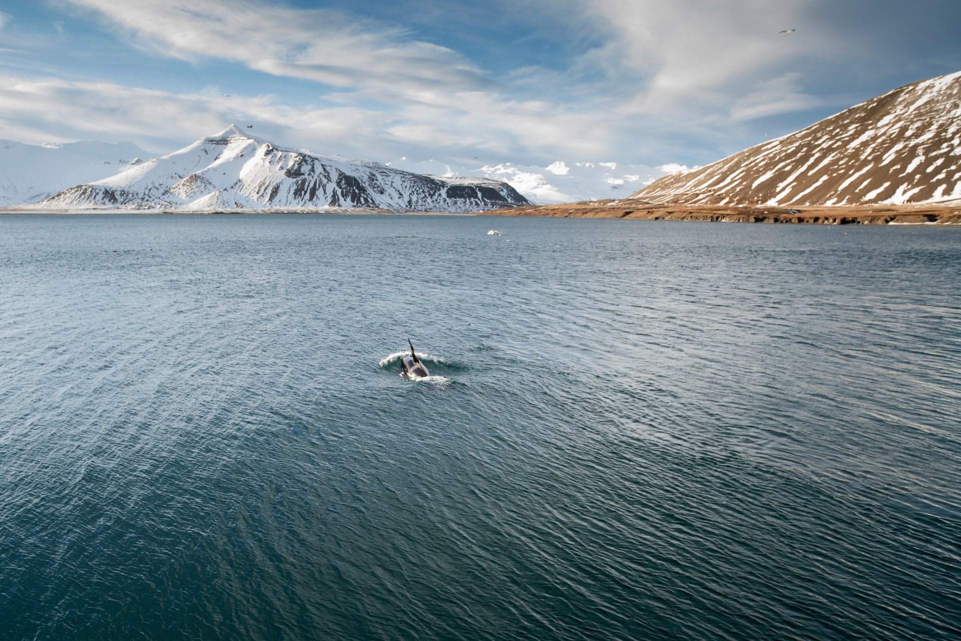 mare sulle montagne neve orche gabbiani