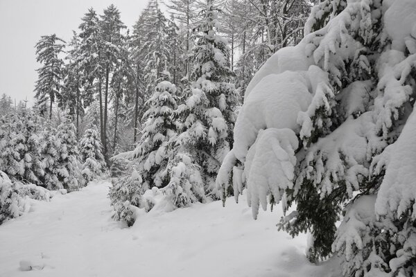 Foresta invernale . Mangiato con la neve