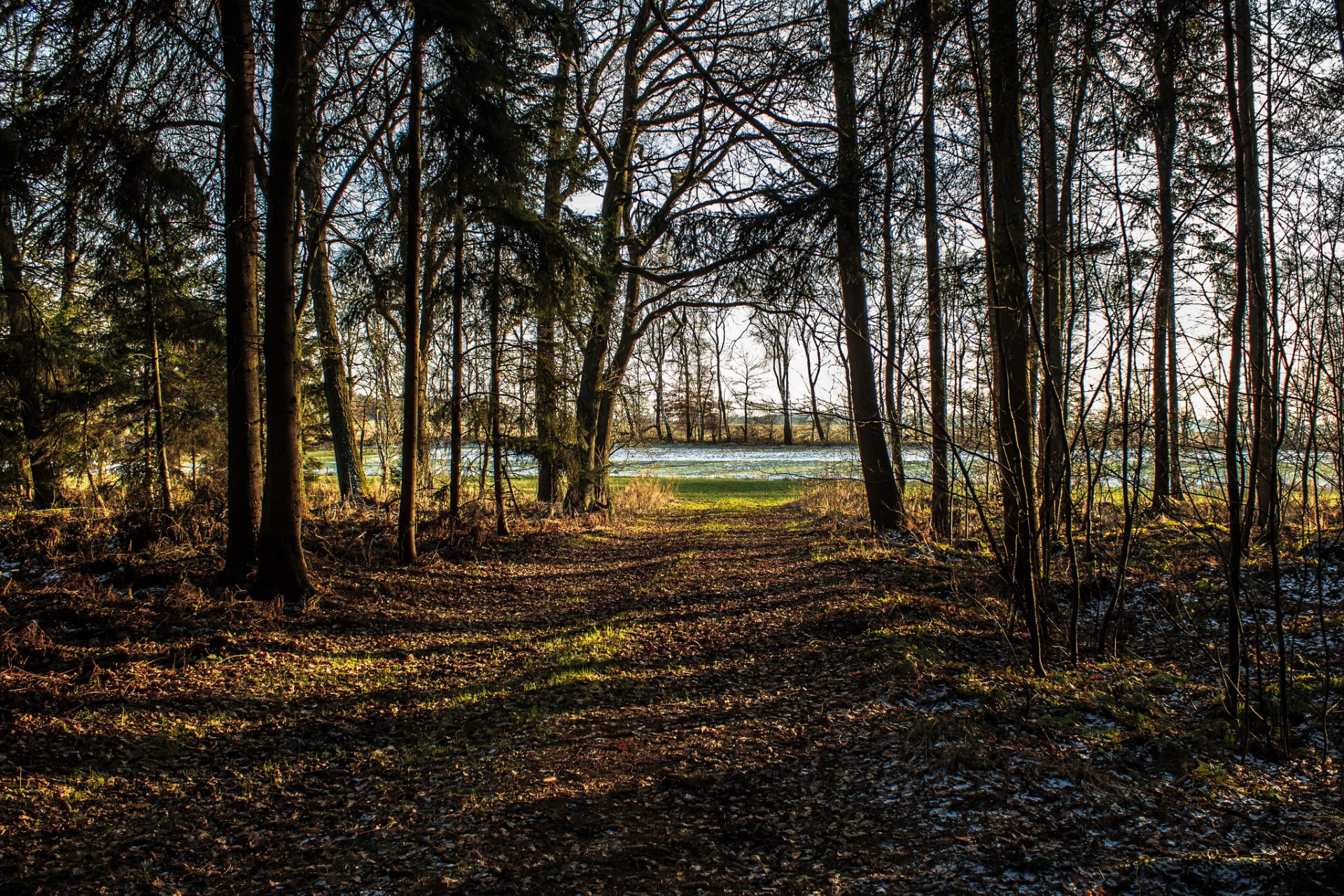 foresta parco alberi gelo