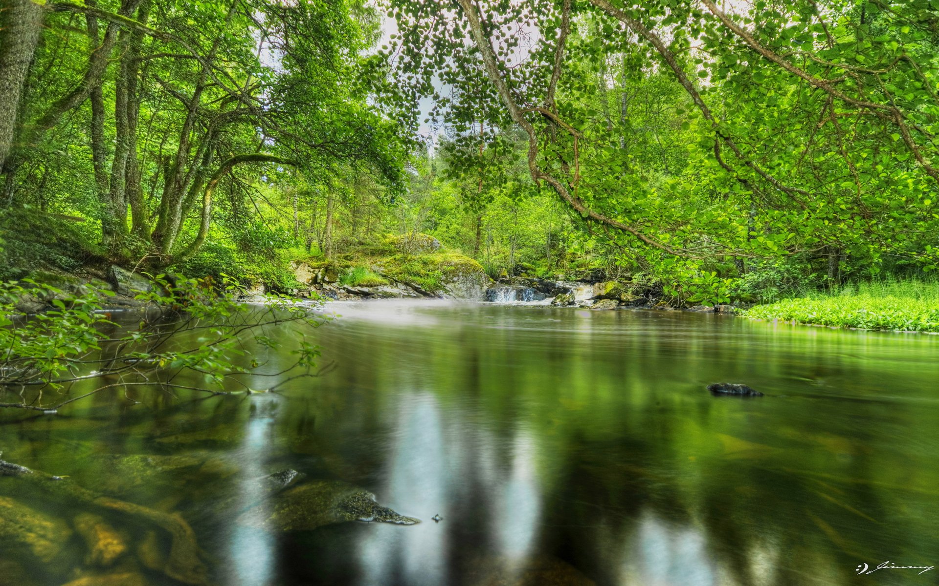 foresta stagno alberi fogliame