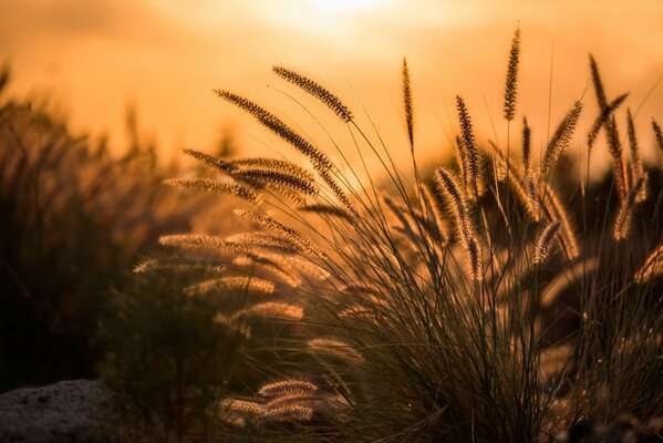 Spighette di piante fotografate all alba