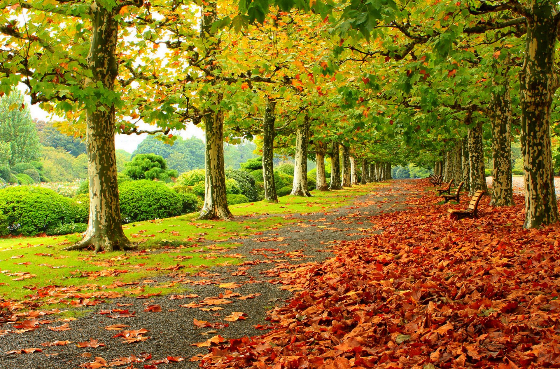 foglie alberi parco erba strada colori autunno passeggiata hdr natura poster panchina