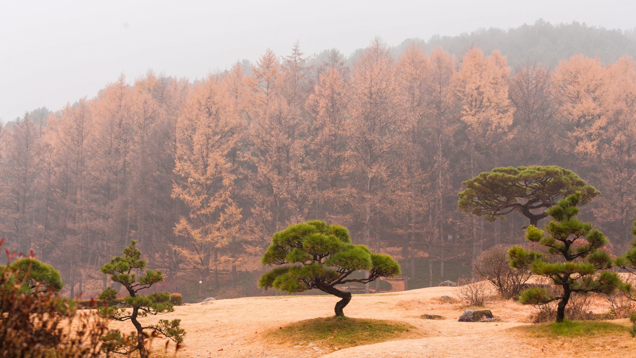 cielo foschia nebbia alberi foresta autunno pendenza