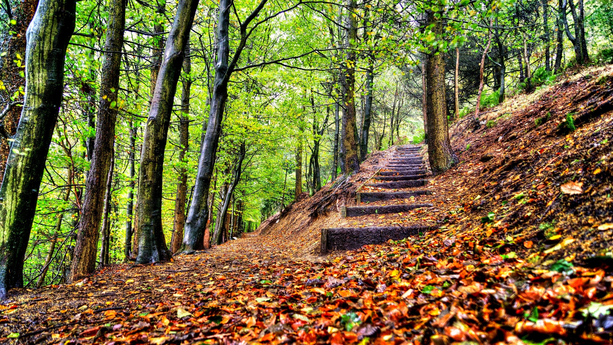 foglie alberi foresta parco passi autunno passeggiata hdr natura