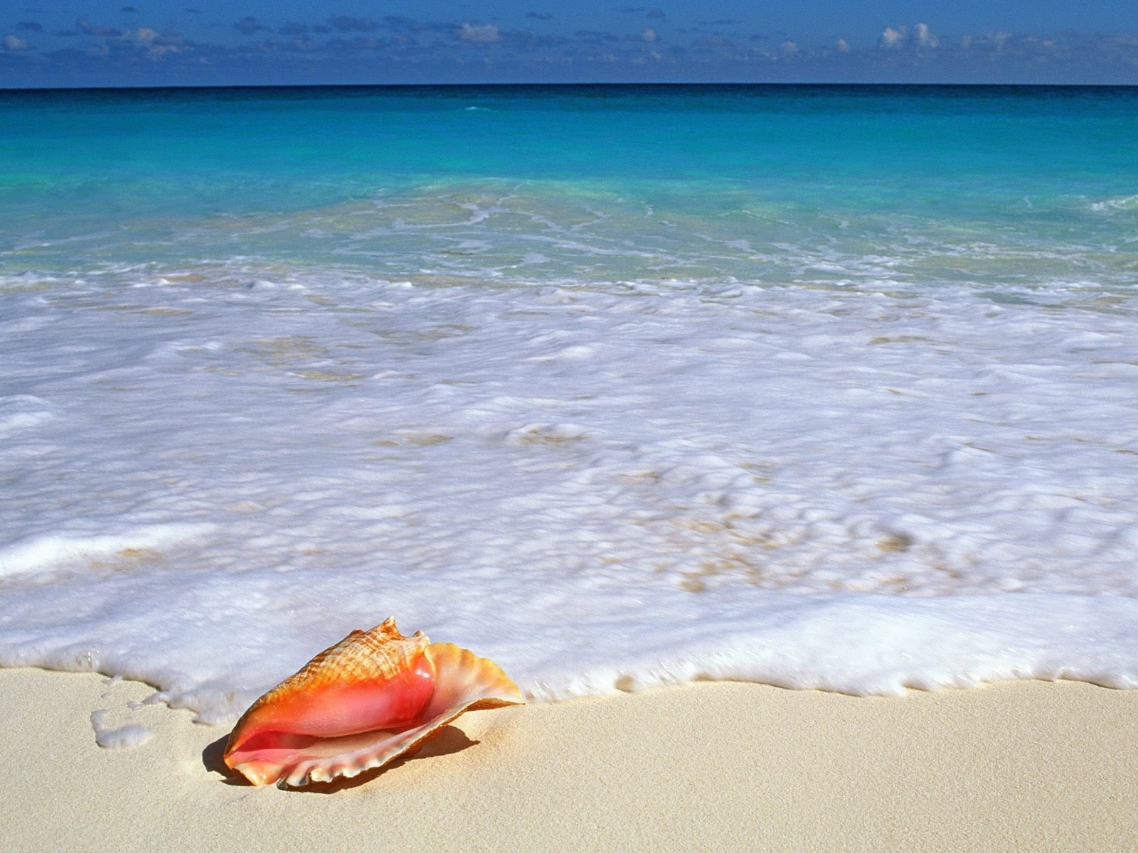 mare schiuma conchiglia