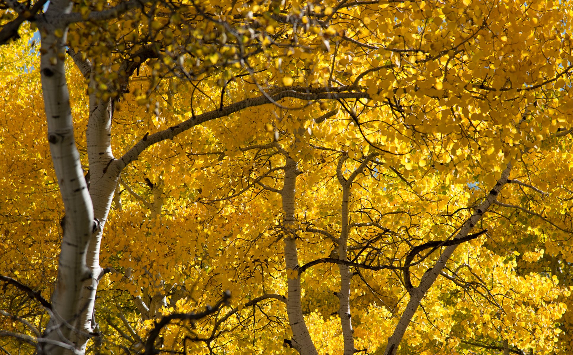 foresta boschetto pioppo tremulo foglie autunno