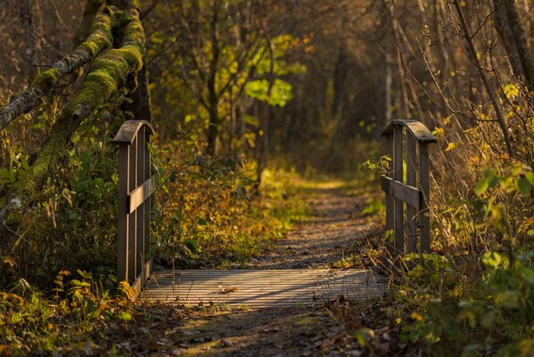 Ponte nella foresta d autunno