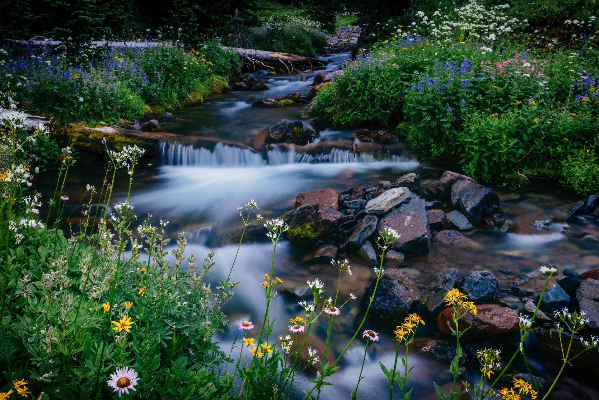 melody creek mount rainier washington parco nazionale del monte rainier ruscello fiori pietre