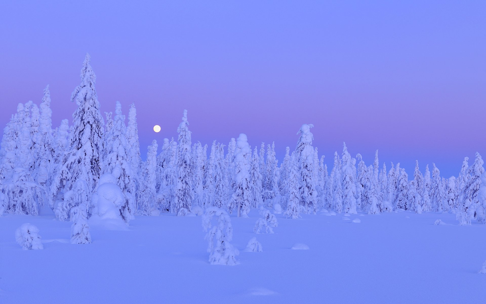 neve alberi foresta inverno luna notte kuusamo ostrobotnia settentrionale provincia di oulu finlandia inverno