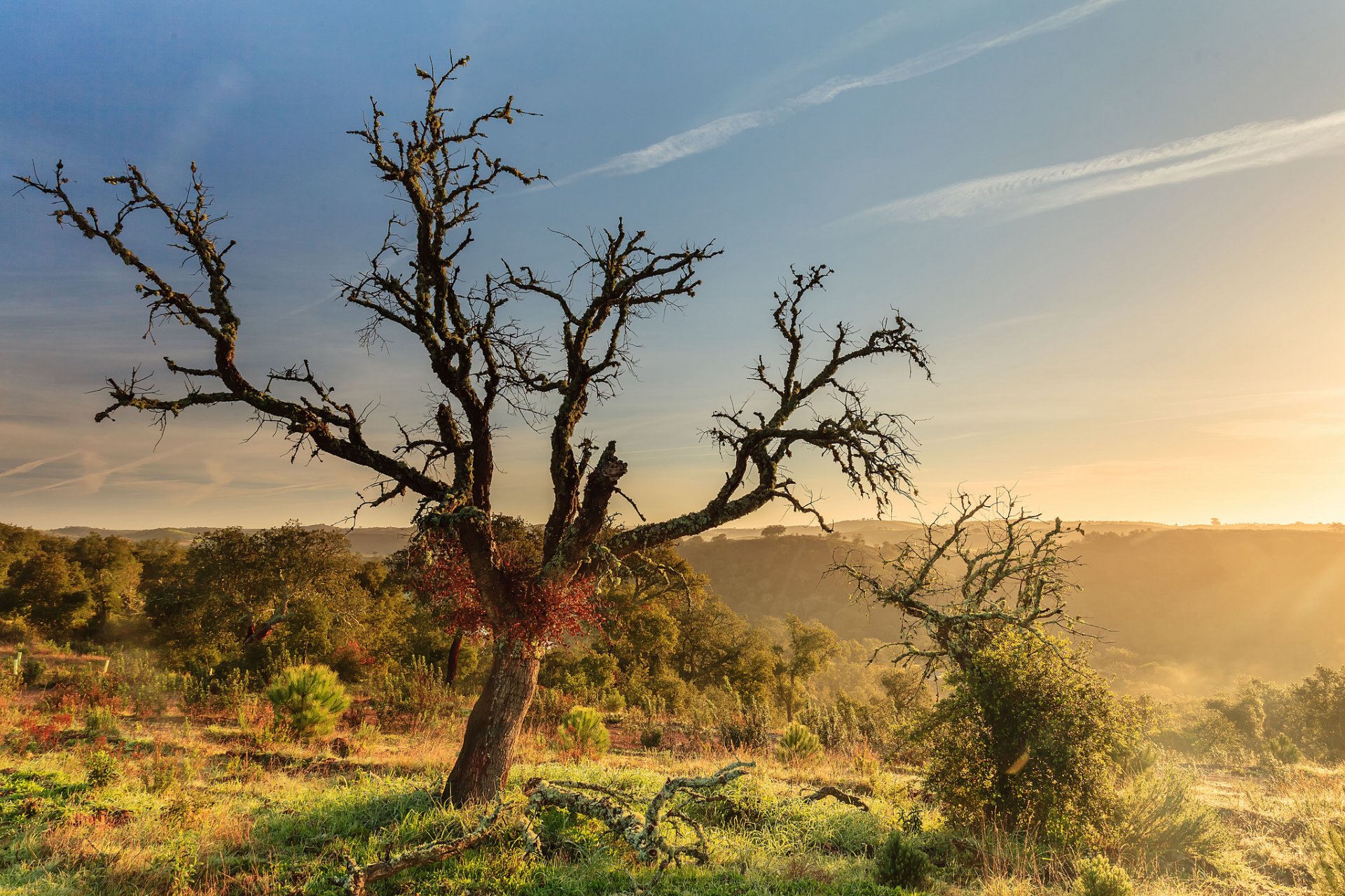 colline cespugli alberi legno legni mattina alba