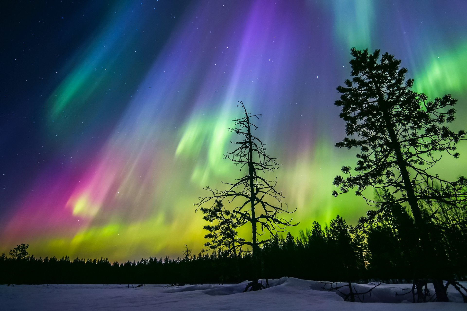 finlandia inverno notte cielo stelle aurora boreale neve foresta alberi sagome