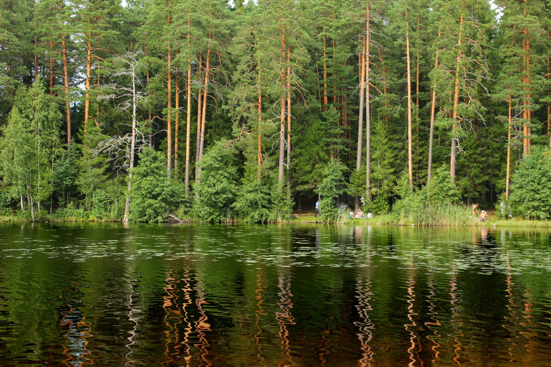 lago san pietroburgo foresta russia luccio komarovo alberi natura foto
