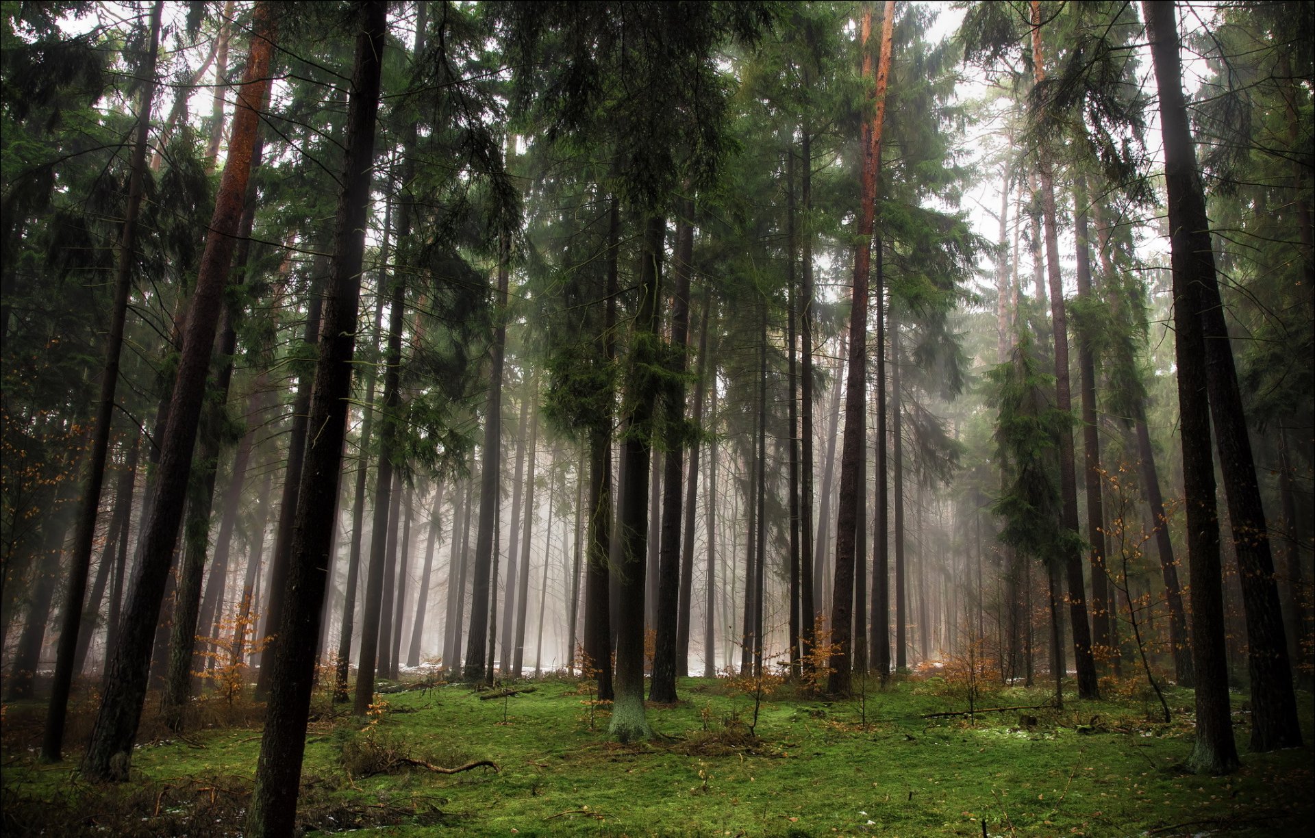 foresta alberi conifere autunno nebbia