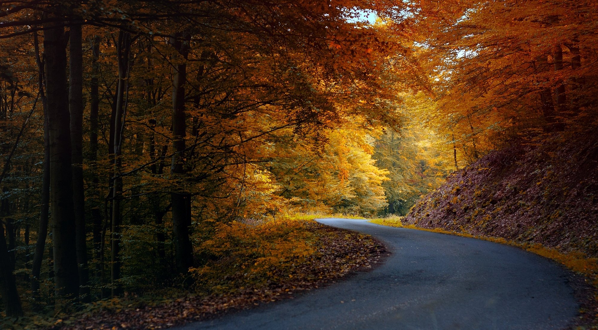 autunno natura strada asfalto foresta alberi foglie arancio giallo