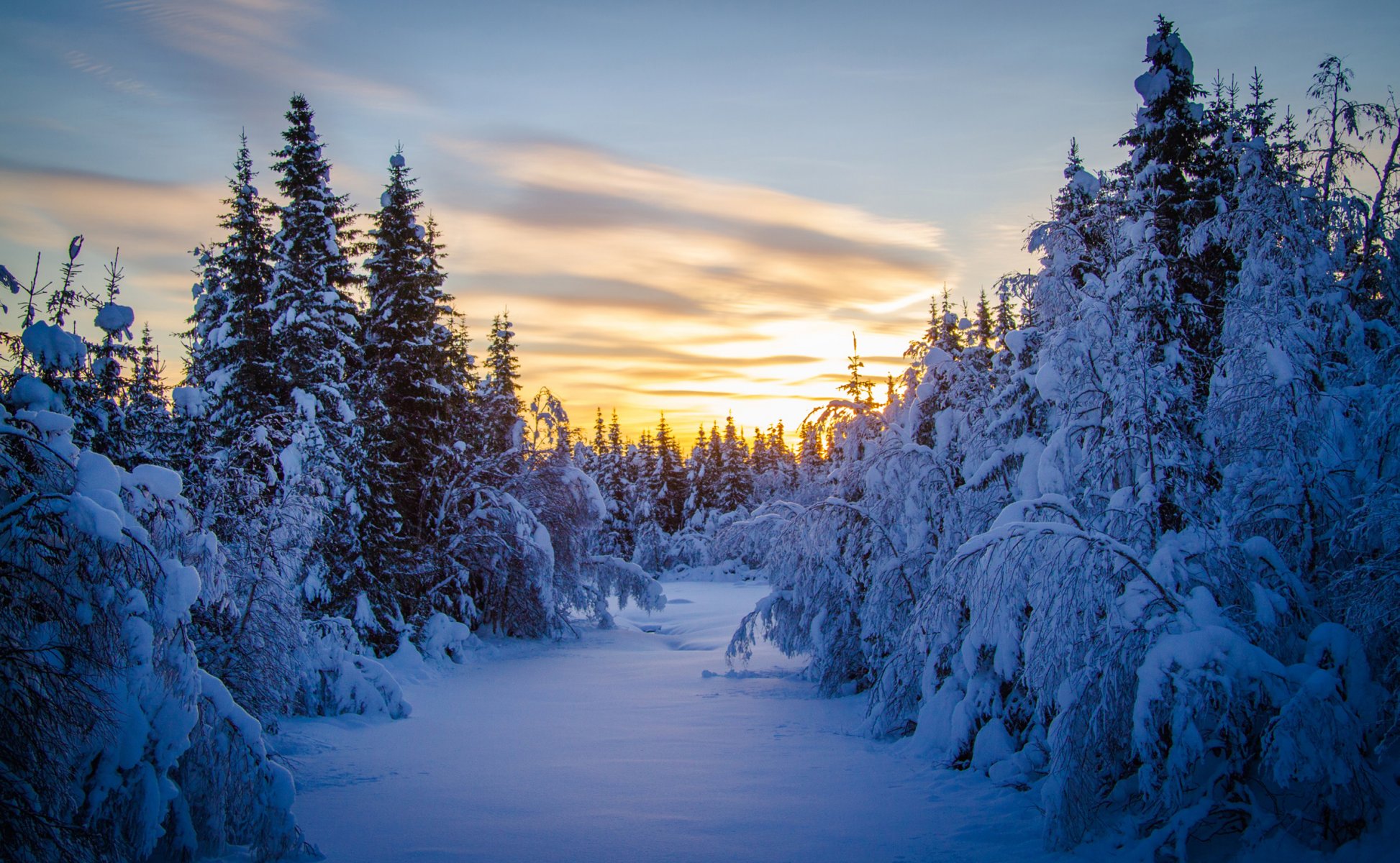 foresta alberi di natale neve inverno mattina