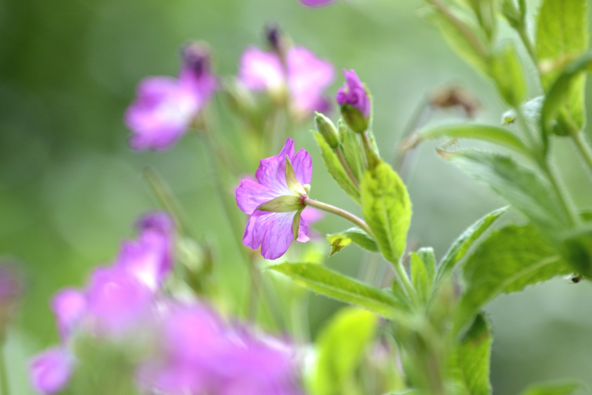 fiori lilla petali boccioli steli foglie sfocatura